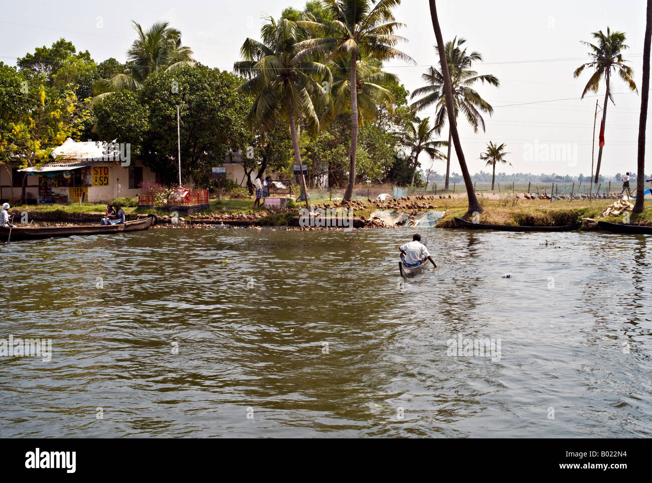 Indien ALLEPPEY große Herde von domestizierten Enten watscheln hinunter zum Wasser auf einem der Kanäle in den Backwaters von Kerala Stockfoto