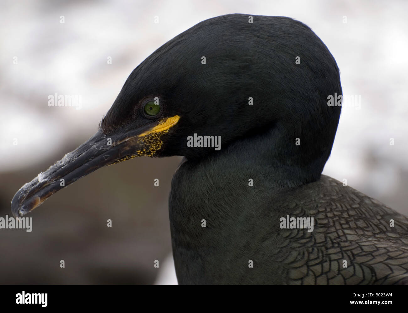 Kopf und Schultern des europäischen oder gemeinsame Shag (Phalacrocorax Aristotelis) auf den Farne Islands Northumberland genommen. Stockfoto