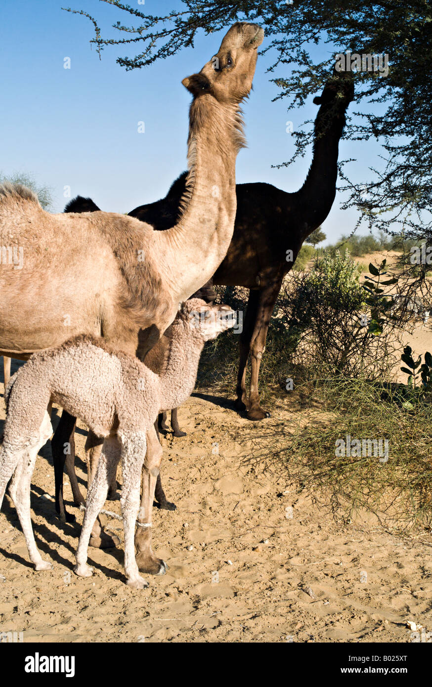 Indien-JAISALMER-Wüste Mutter und baby Jaisalmeri Kamele Essen vom Dorn Bäume in der Wüste in der Nähe von Jaisalmer Stockfoto