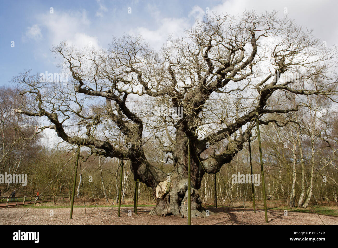 Major Oak im Winter, Sherwood Forest Country Park, Nottinghamshire Stockfoto