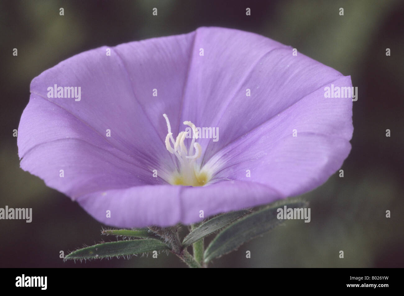 Convolvulus Sabatius AGM (Ackerwinde) Stockfoto