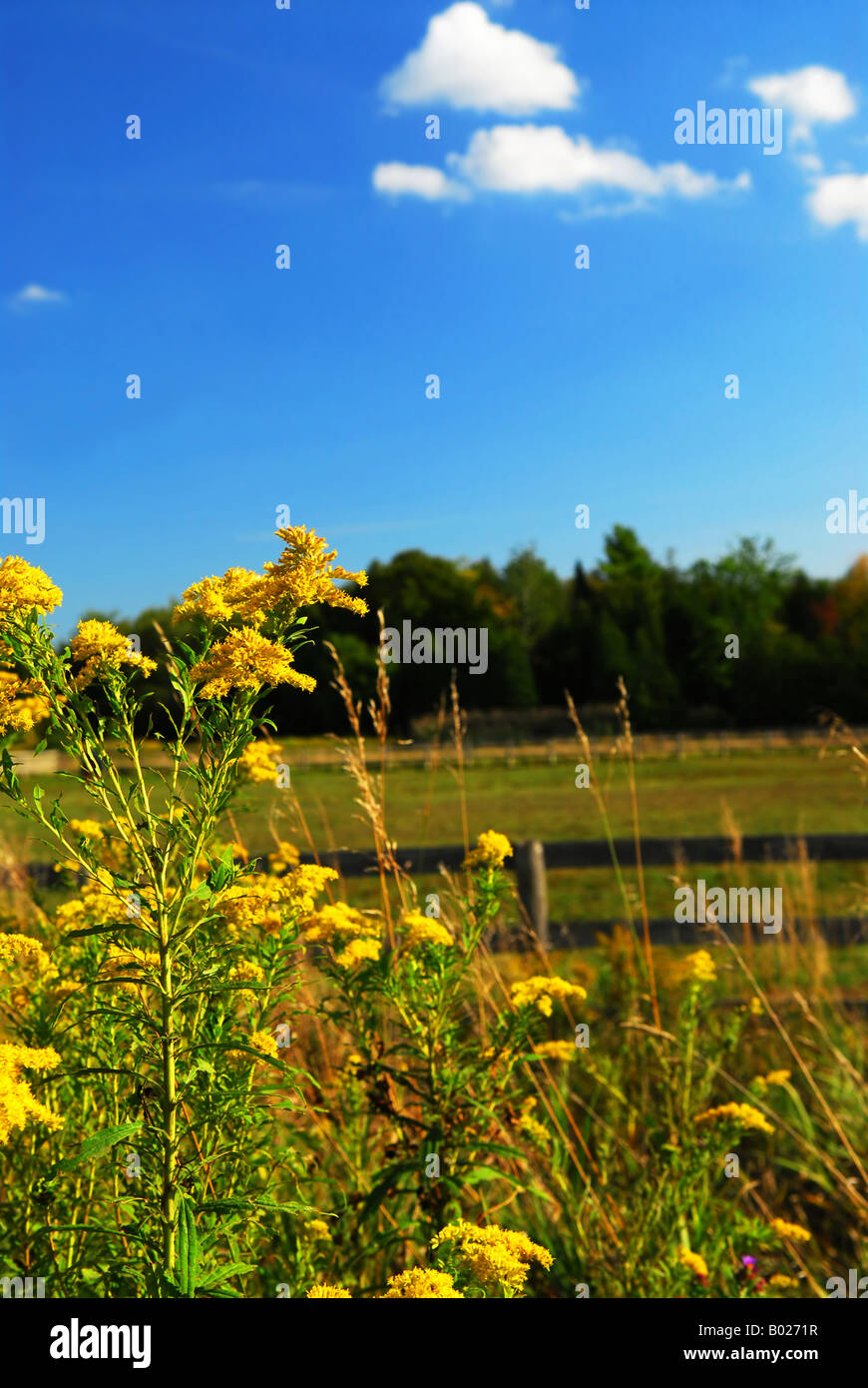 Ländliche Sommerlandschaft mit blühende Ambrosia im Vordergrund Stockfoto