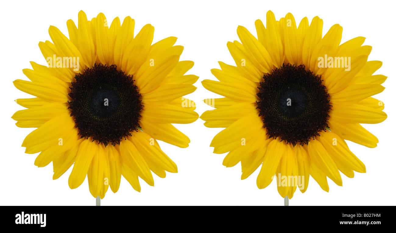 zwei Sonnenblumen Stockfoto