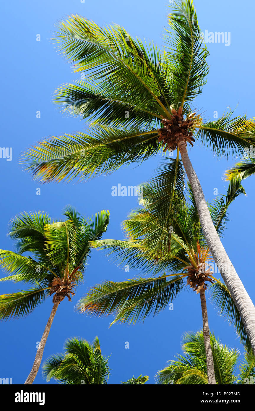 Palm Baumkronen auf blauen Himmelshintergrund Stockfoto