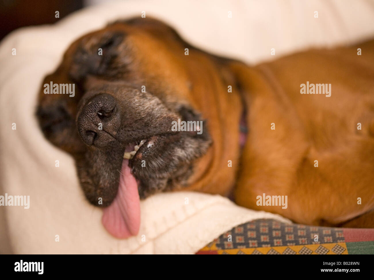 Es ist ein Hundeleben! Stockfoto