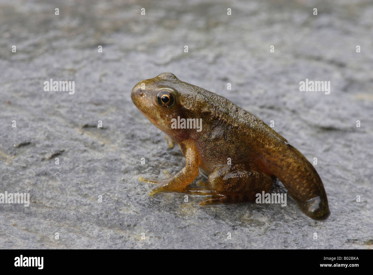 Grasfrosch (Rana Temporaria). Jungen Frosch mit Ende der Kaulquappe Stockfoto