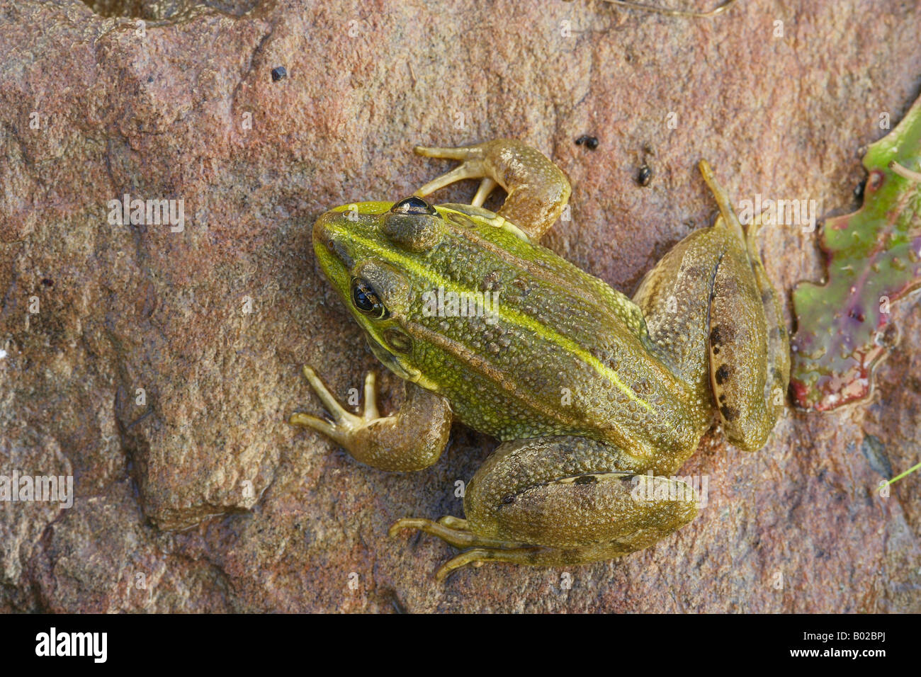 Perezs Frosch (Rana Perezi) auf einem Stein von oben gesehen Stockfoto