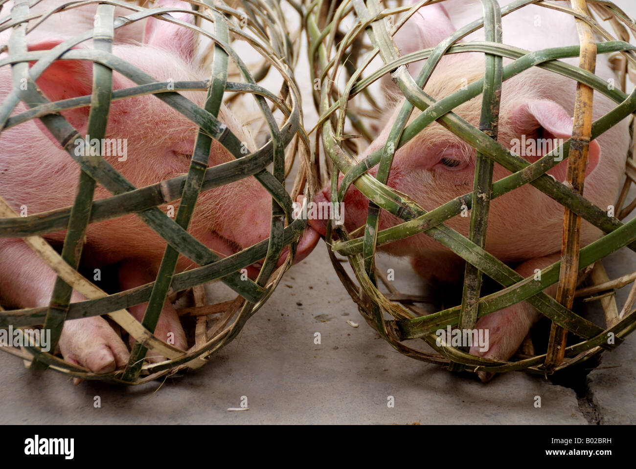 2 Schweine in einem Käfig küssen Stockfoto