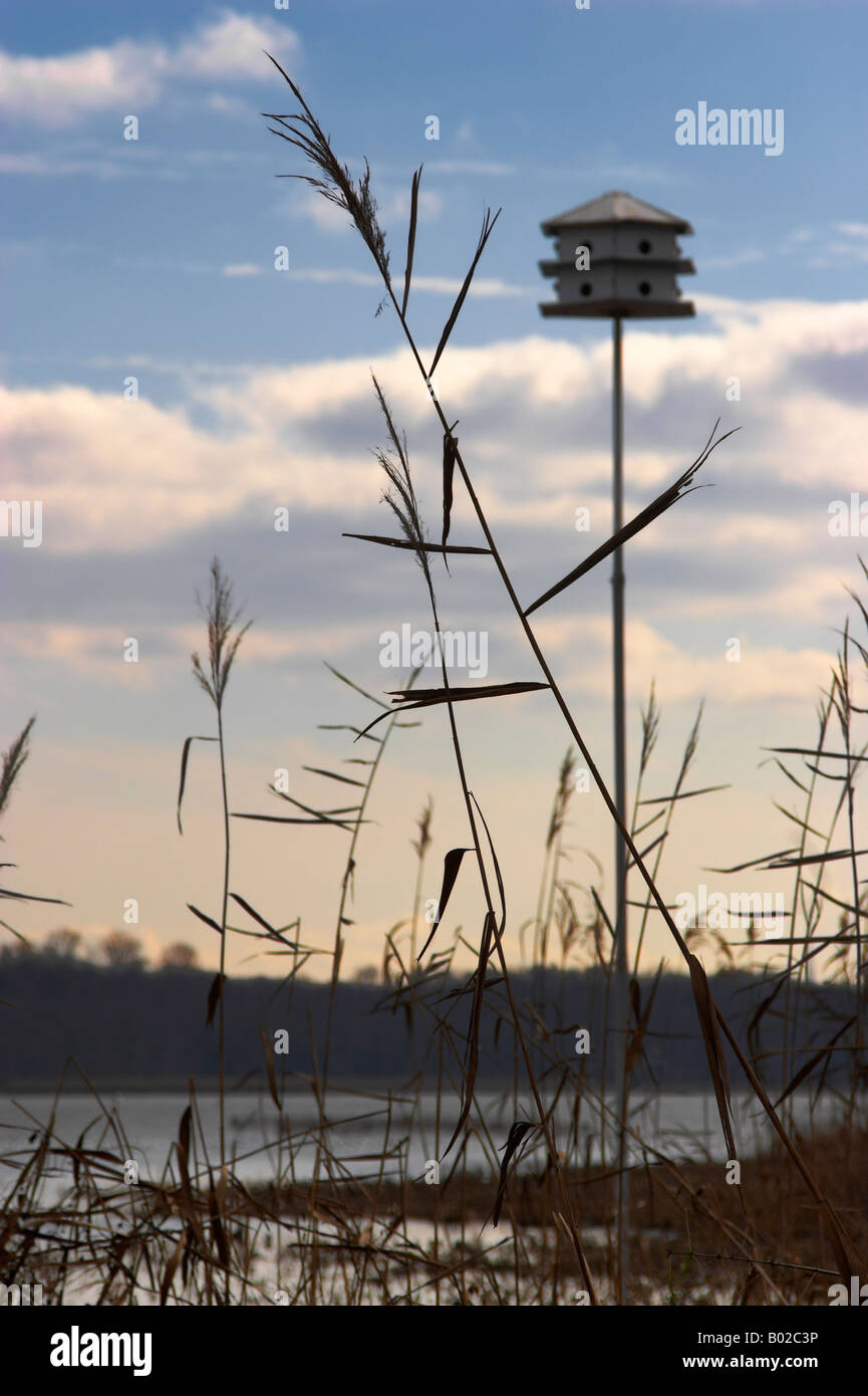 Wildreis wächst an den Ufern des Patuxent River in der Kanne Bay Feuchtgebiete Heiligtum Lothian-Maryland Stockfoto