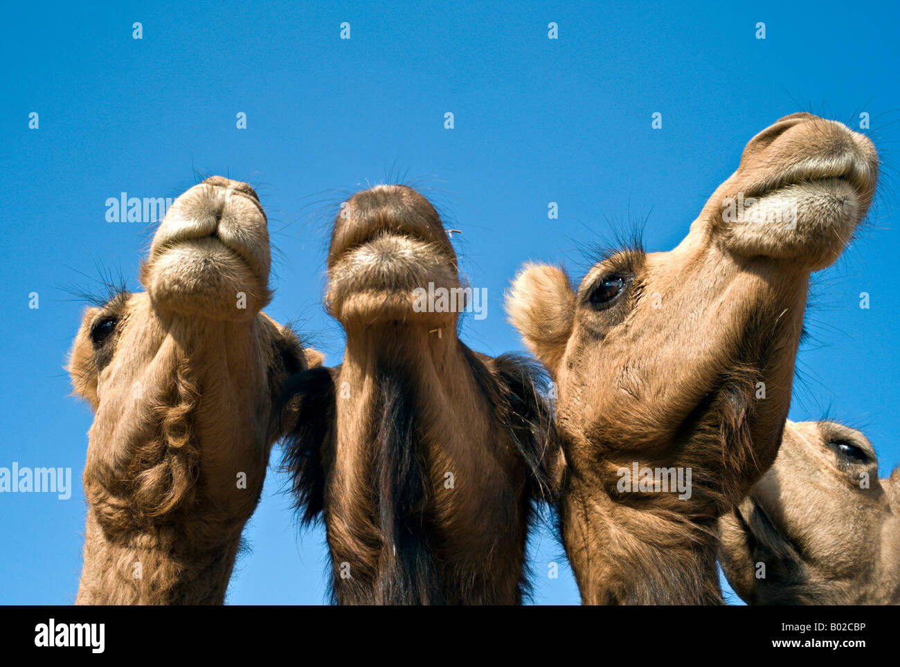 Indien BIKANER Extreme Nahaufnahme von vier Jaisalmeri und Bikaner Dromedar Kamele gegen strahlend blauem Himmel Stockfoto