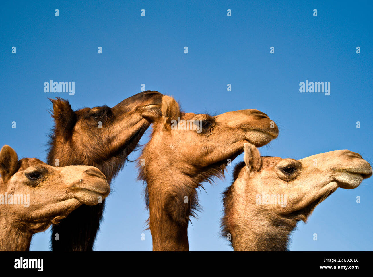 Indien BIKANER Nahaufnahme von drei Jaisalmeri und einem Bikaner Dromedar Kamele, blauen Himmel am Forschungszentrum für Nationanal Stockfoto