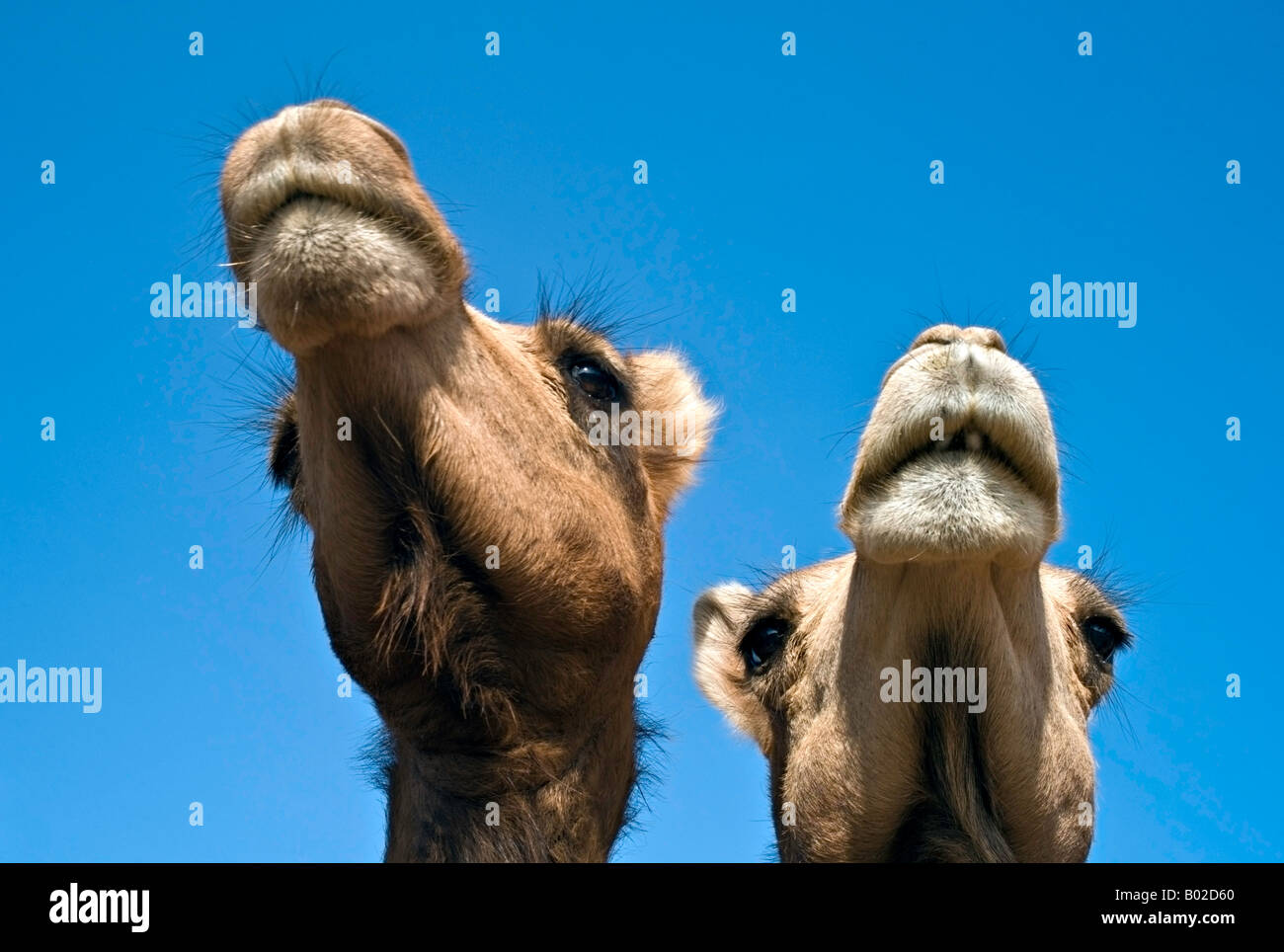 Indien BIKANER Extreme Nahaufnahme von zwei Jaisalmeri Dromedar Kamele gegen strahlend blauem Himmel am National Research Center Stockfoto