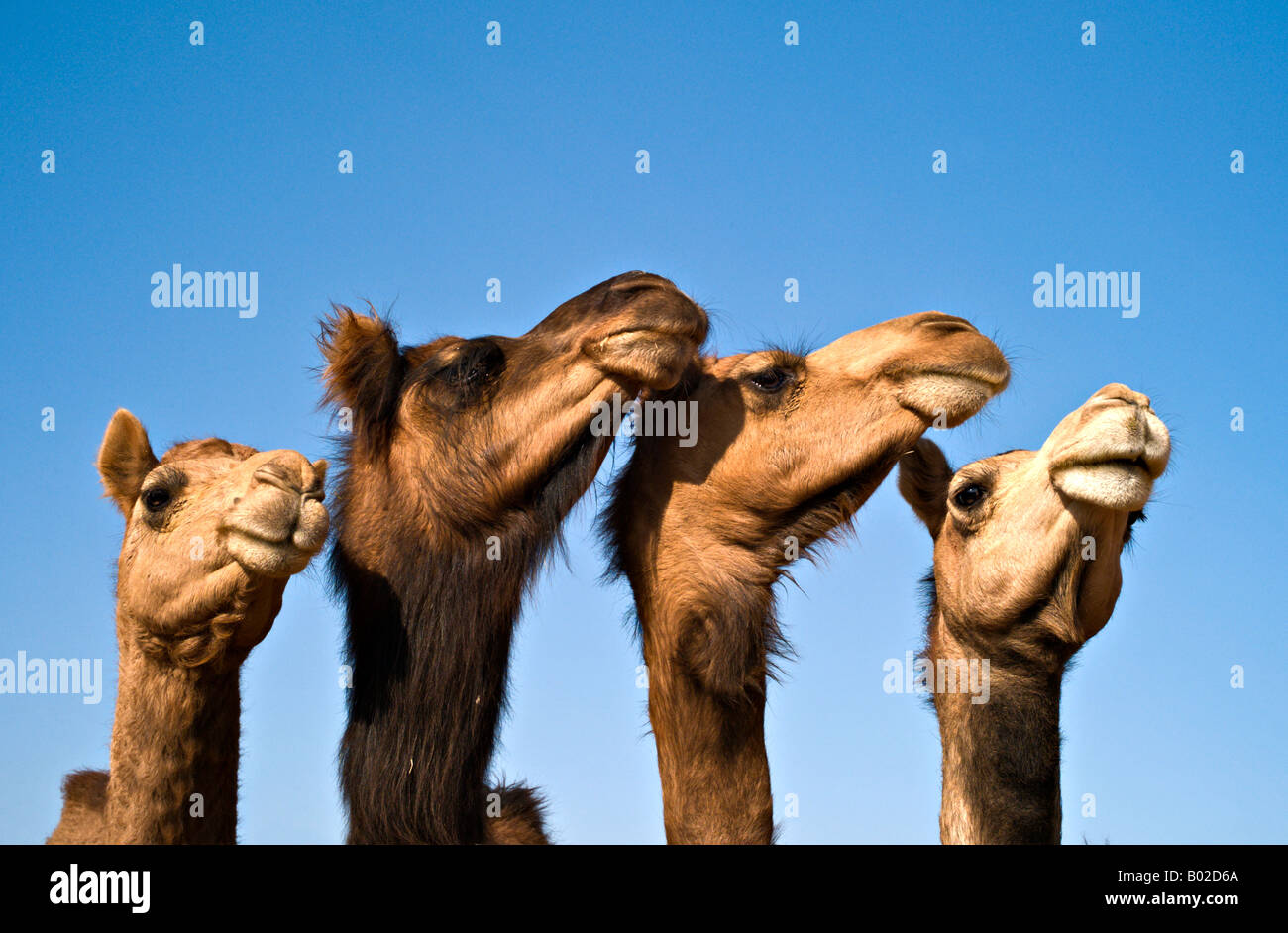 Indien BIKANER Nahaufnahme von Bikaner und Jaisalmeri Dromedar Kamele gegen strahlend blauem Himmel am National Research Center Stockfoto