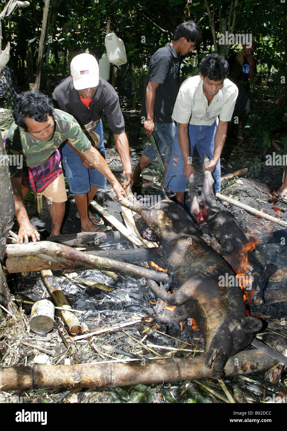 Indonesien, Sulawesi, Tanatoraja, gebratene Schweine für Opfer während Bestattungsriten Stockfoto