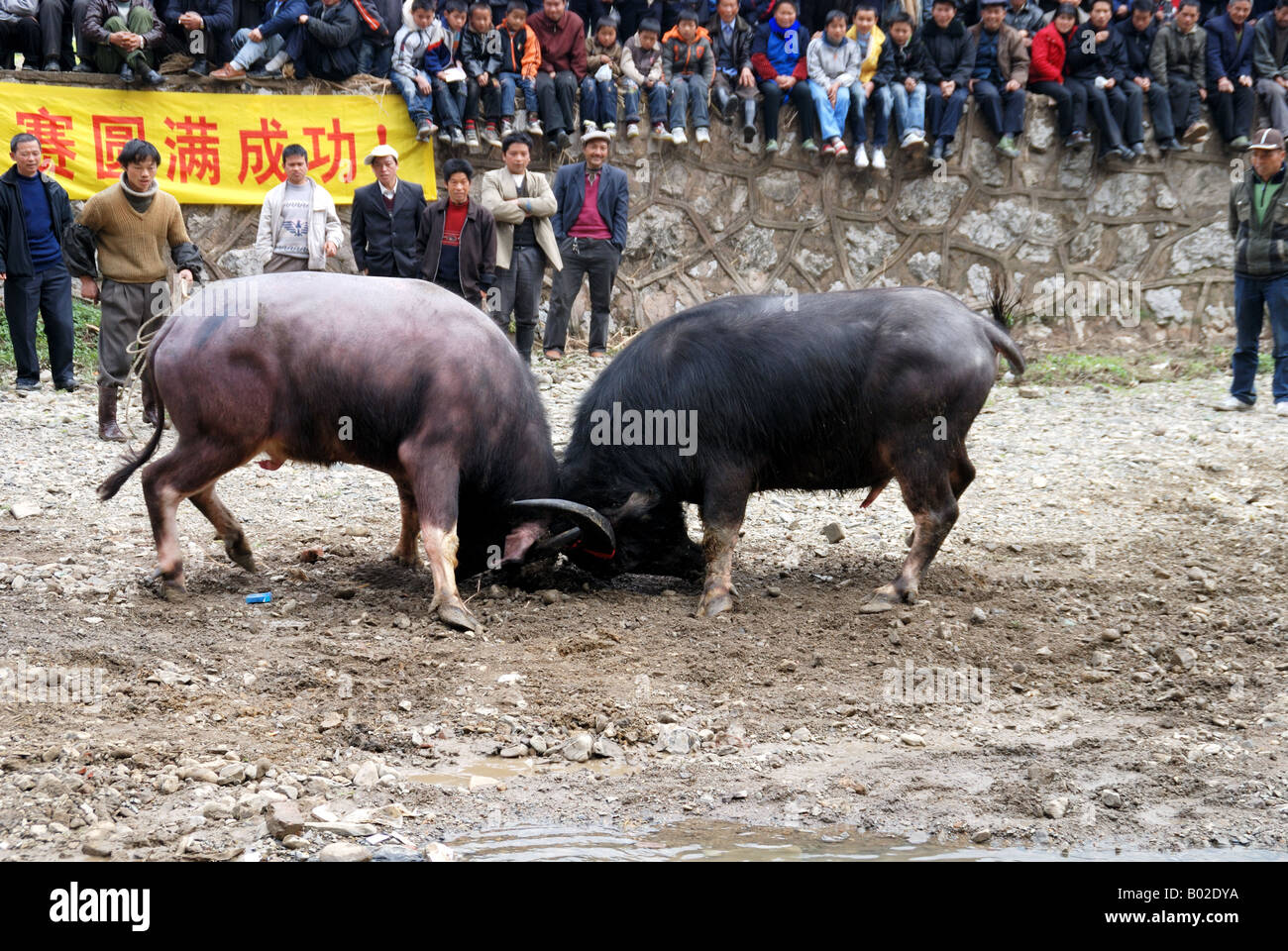 Chinesische Miao Minderheit traditionelle Bull Kampf Festival. Stockfoto