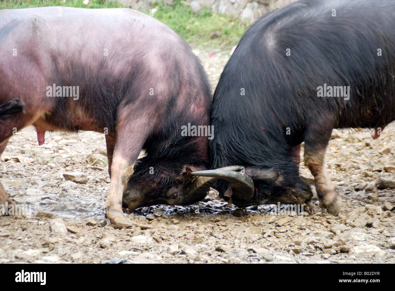 Chinesische Miao Minderheit traditionelle Bull Kampf Festival. Stockfoto