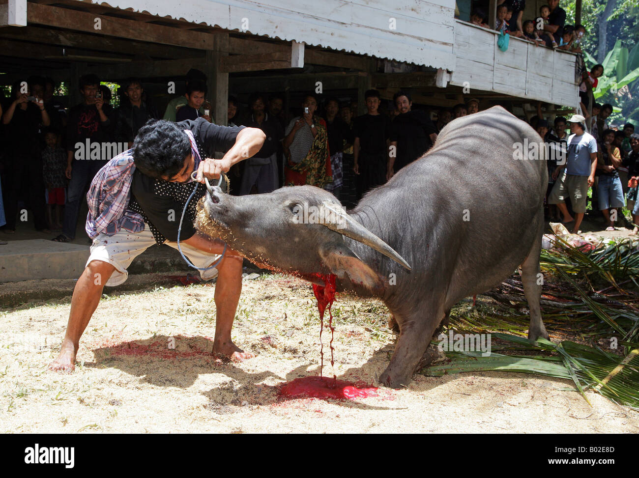 Indonesien: ein Wasserbüffel wurde geopfert an eine Begräbniszeremonie Toraja Stockfoto