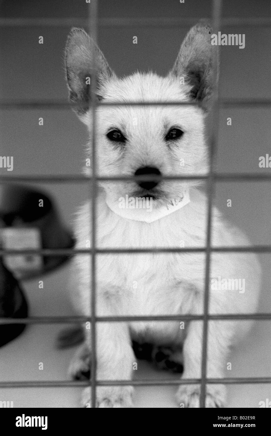 Weiße Terrier Kreuz Welpen Hund im Tierheim Stockfoto