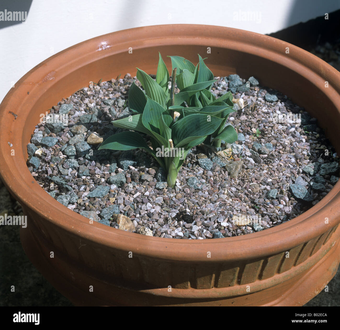 Grit um Container gewachsen Hosta Pflanze zur Abschreckung von Schnecken Schnecken Stockfoto