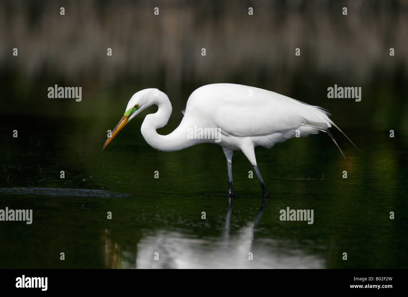 Ein Silberreiher Futter in den dunklen Gewässern der Estero Lagune, Fort Meyers Beach, Florida, USA. Stockfoto