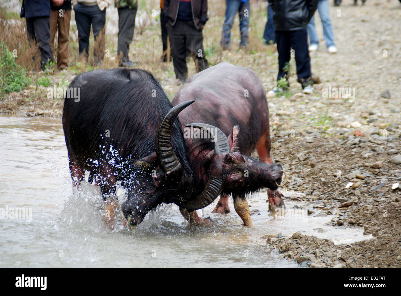 Chinesische Miao Minderheit traditionelle Bull Kampf Festival. Stockfoto