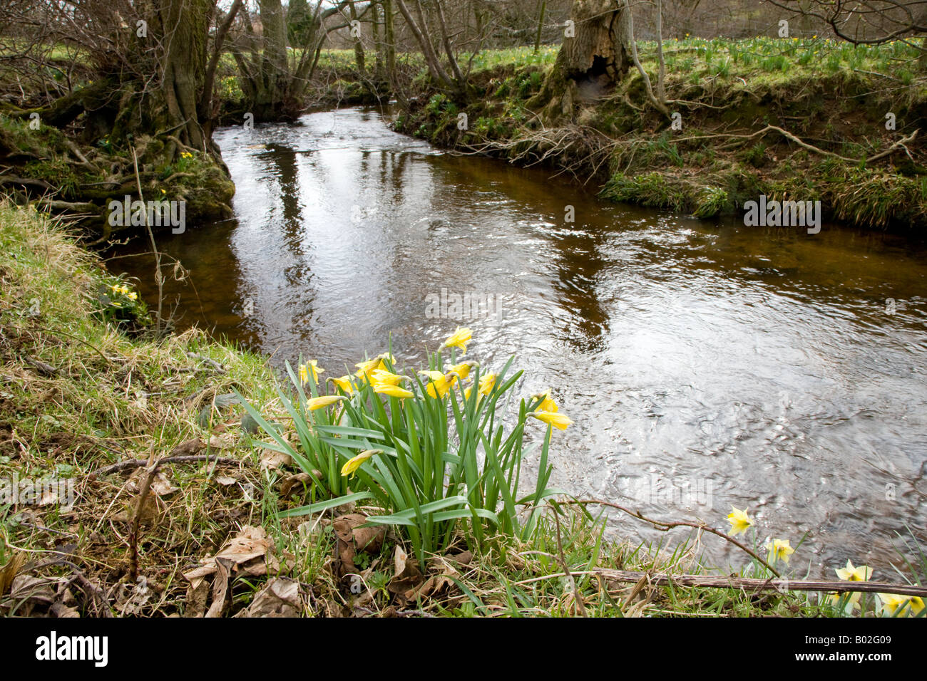 Daffodil Zeit Farndale Natur Reserve North York Moors National Park Yorkshire Fluss Dove Stockfoto