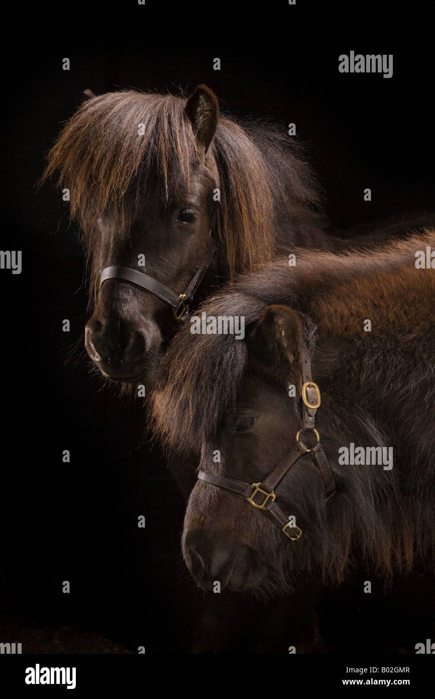 Zwei Shetland-Ponys stehen in stimmungsvolles Licht Stockfoto