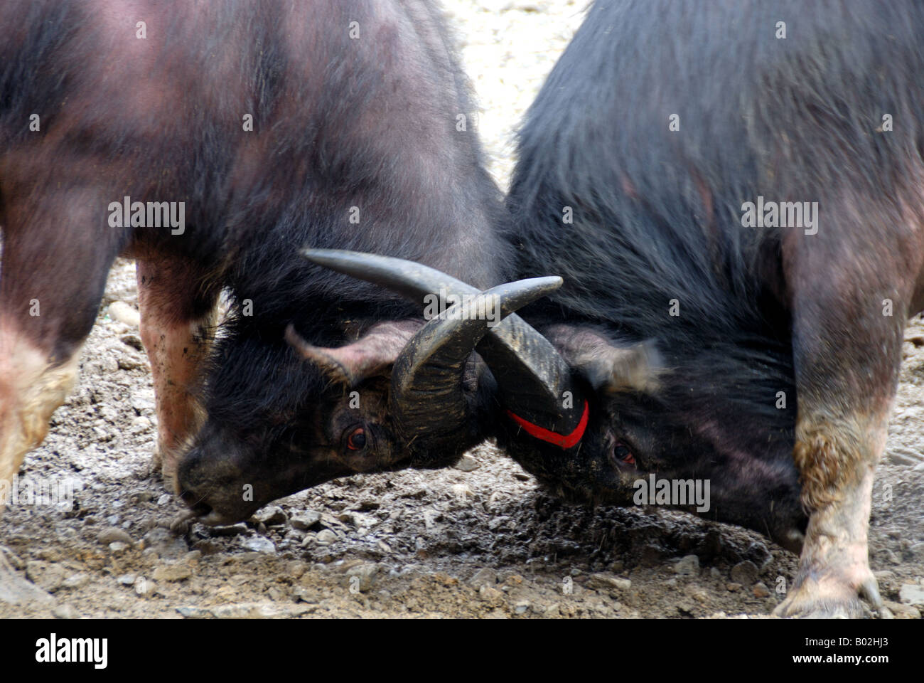 Chinesische Miao Minderheit traditionelle Bull Kampf Festival. Stockfoto