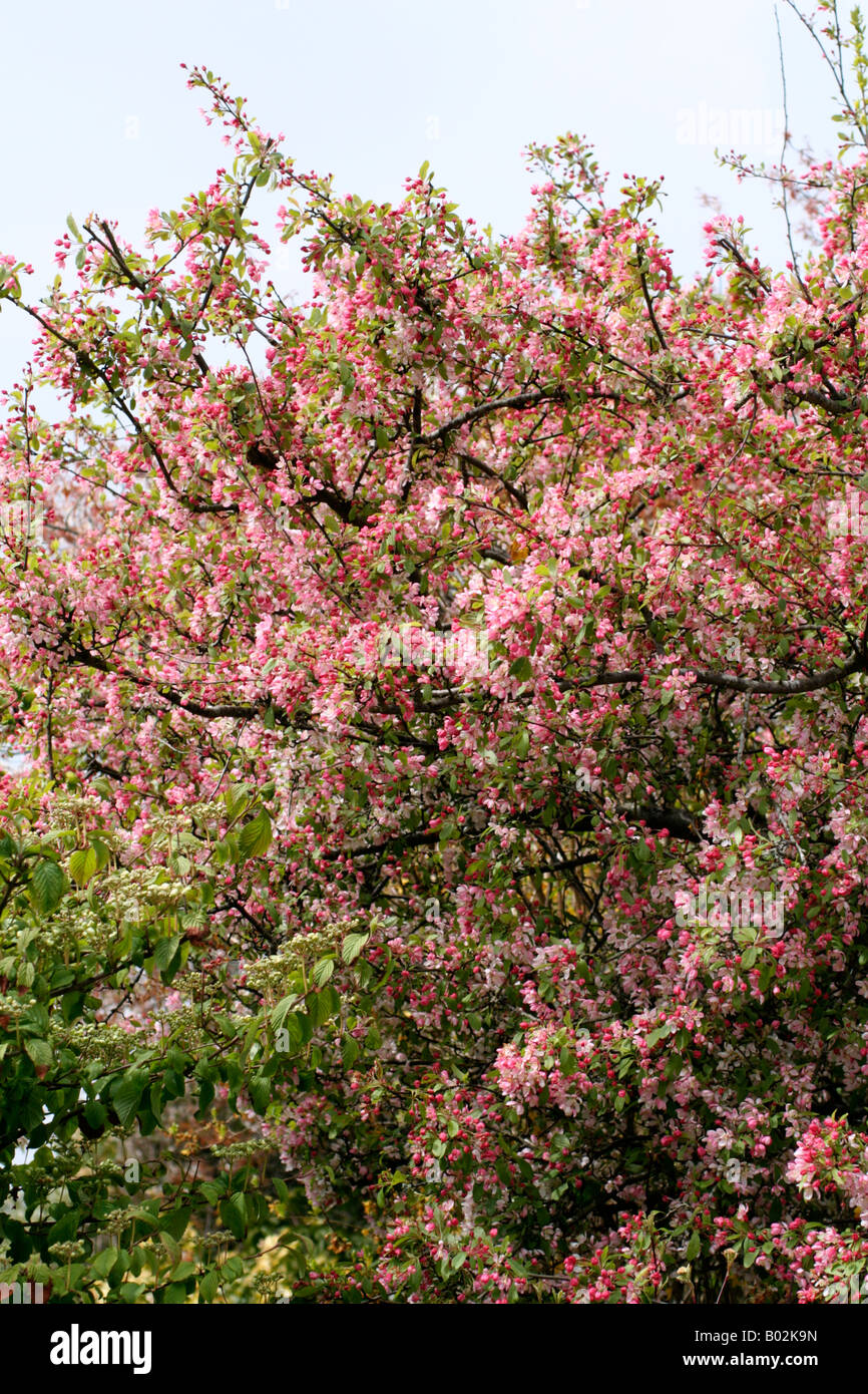 Ornamental apple tree malus red Fotos und Bildmaterial in hoher