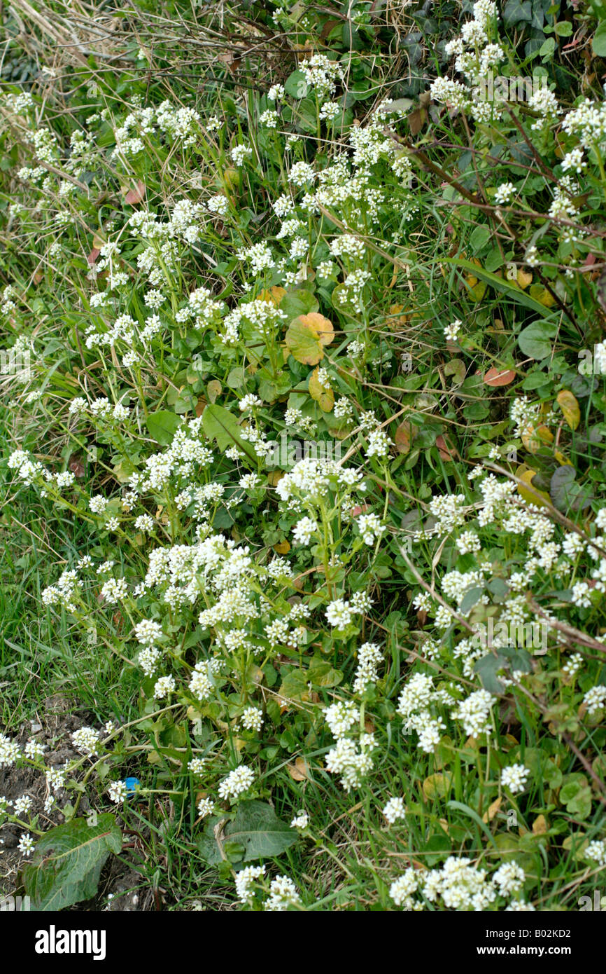 COCHLEARIA ANGLICA GEMEINSAME SKORBUT GRASS ENDE APRIL Stockfoto