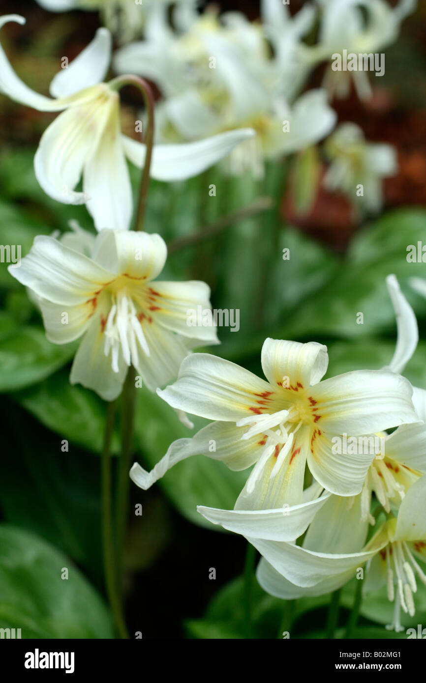 ERYTHRONIUM CALIFORNICUM WEIßE PRACHT AGM Stockfoto