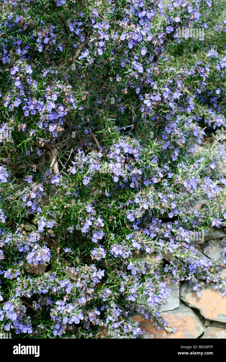 Rosmarinus officinalis spring Fotos und Bildmaterial in hoher