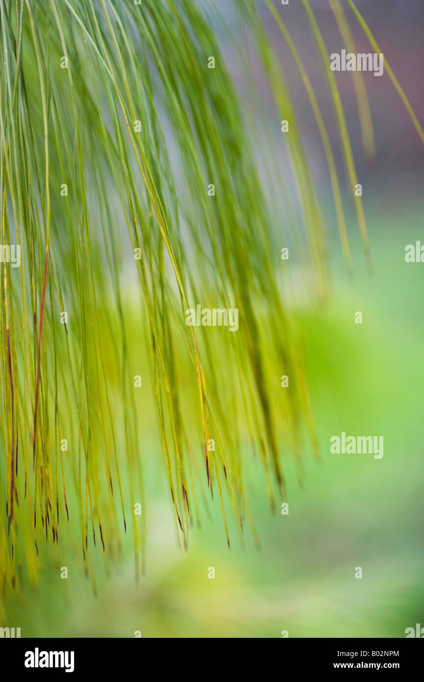 Pinus Patula.  Lange nadelartigen Blätter der Jelicote Kiefer hautnah Stockfoto