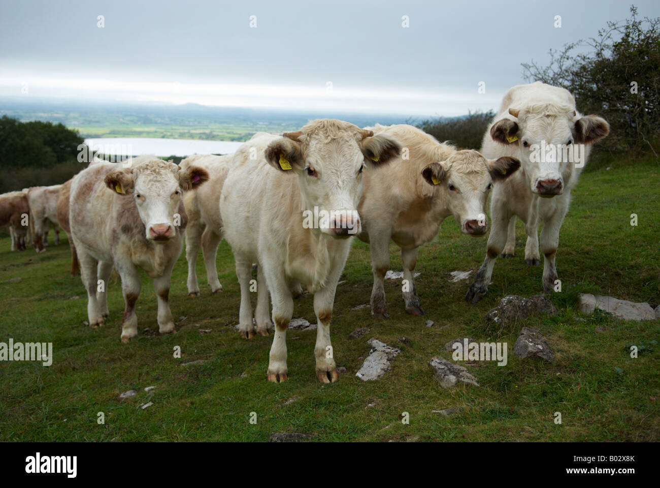 Weiße Kühe Cheddar Somerset UK Stockfoto