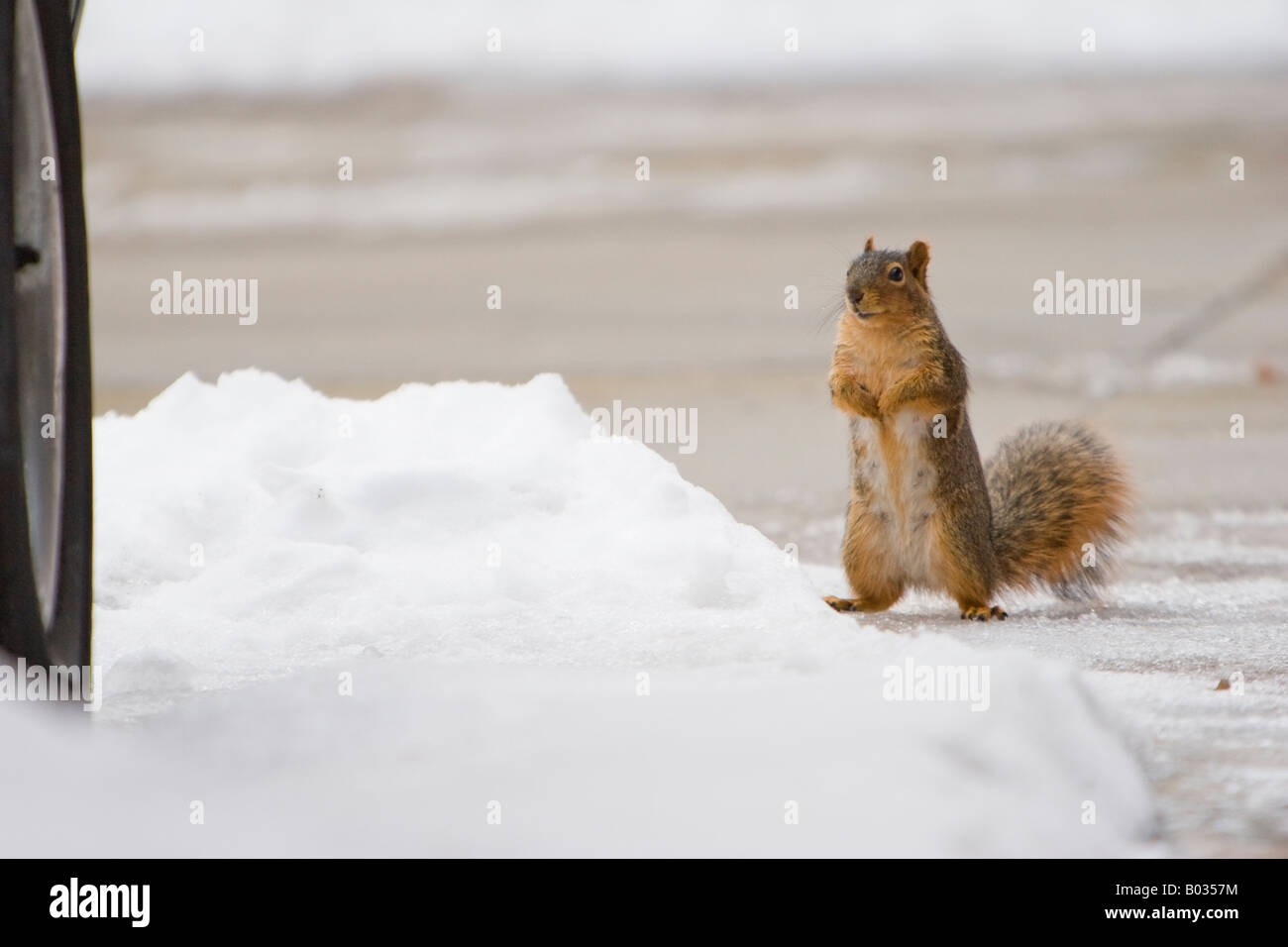 Ein Fuchs, Eichhörnchen im Schnee in Lincoln, Nebraska, USA. Stockfoto