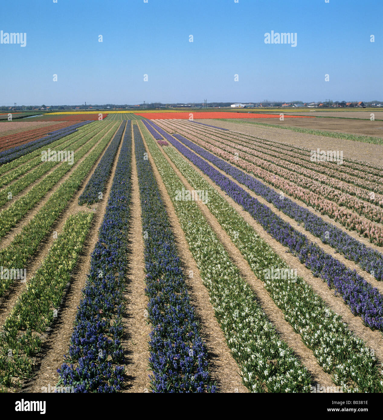 Niederländische Blumenfeldern mit blau und Whiute Hyazinthen blühen im Frühjahr Stockfoto