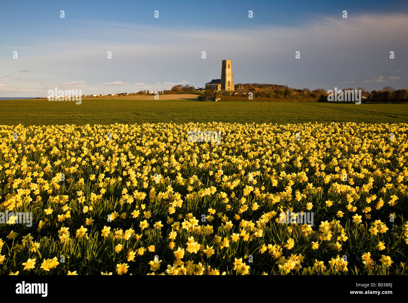 Bereich der Frühling Narzissen vor den traditionellen Feuerstein gebaut Happisburgh Kirche in der Norfolk-Landschaft Stockfoto