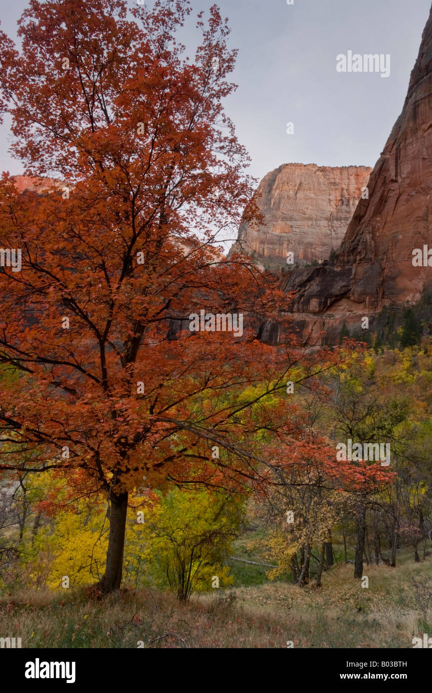 Sanftes Licht auf dominante rote Laub Virée Zion Nationalpark, Utah, USA Stockfoto