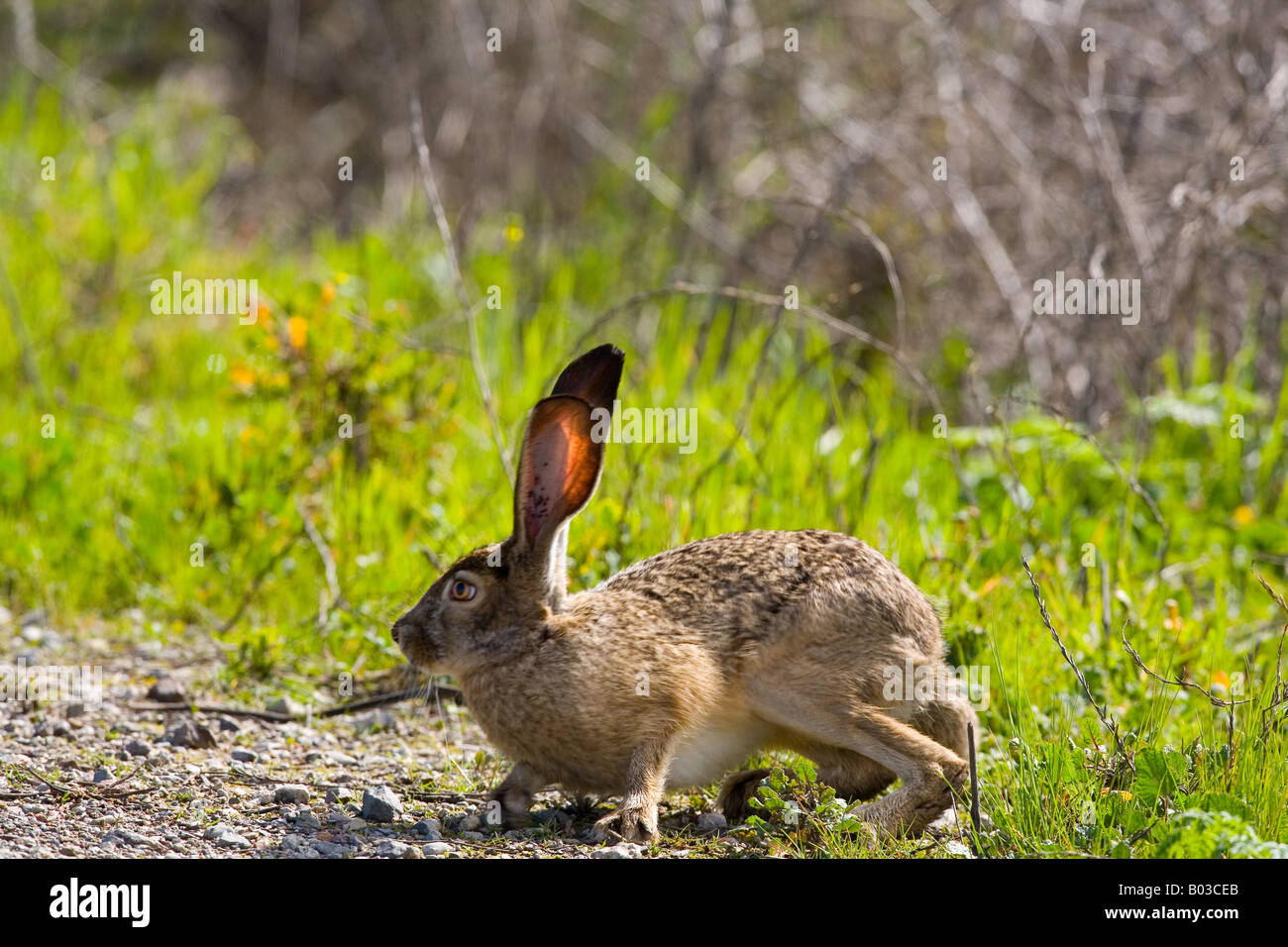 Schwarz-angebundene Jackrabbit (Lepus Californicus) in Palo Alto Baylands Nature Preserve Stockfoto