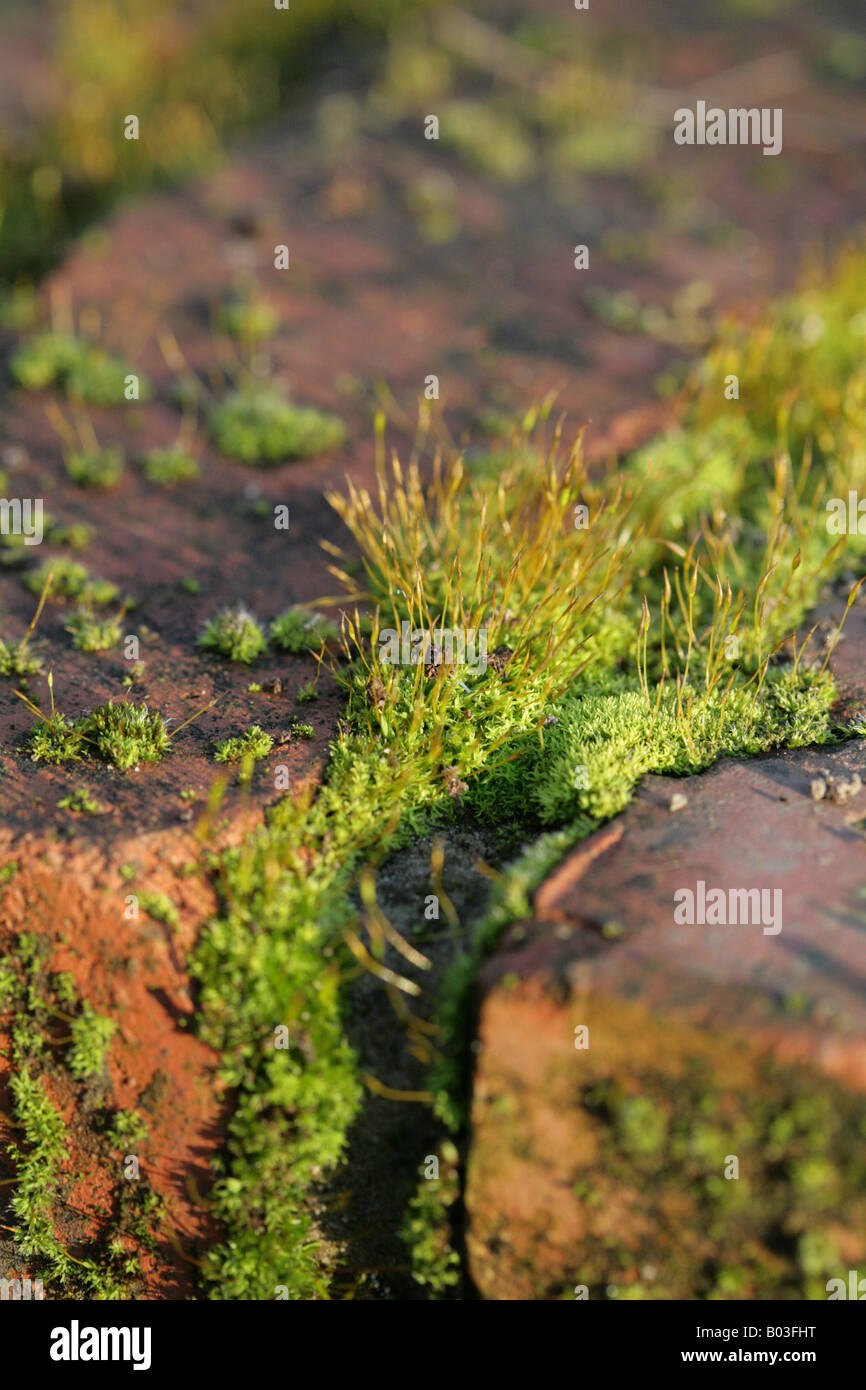 Tortula Muralis Schraube-Moos wachsen an einer Wand in einem Cheshire-Garten, an einem sonnigen Wintertag Stockfoto