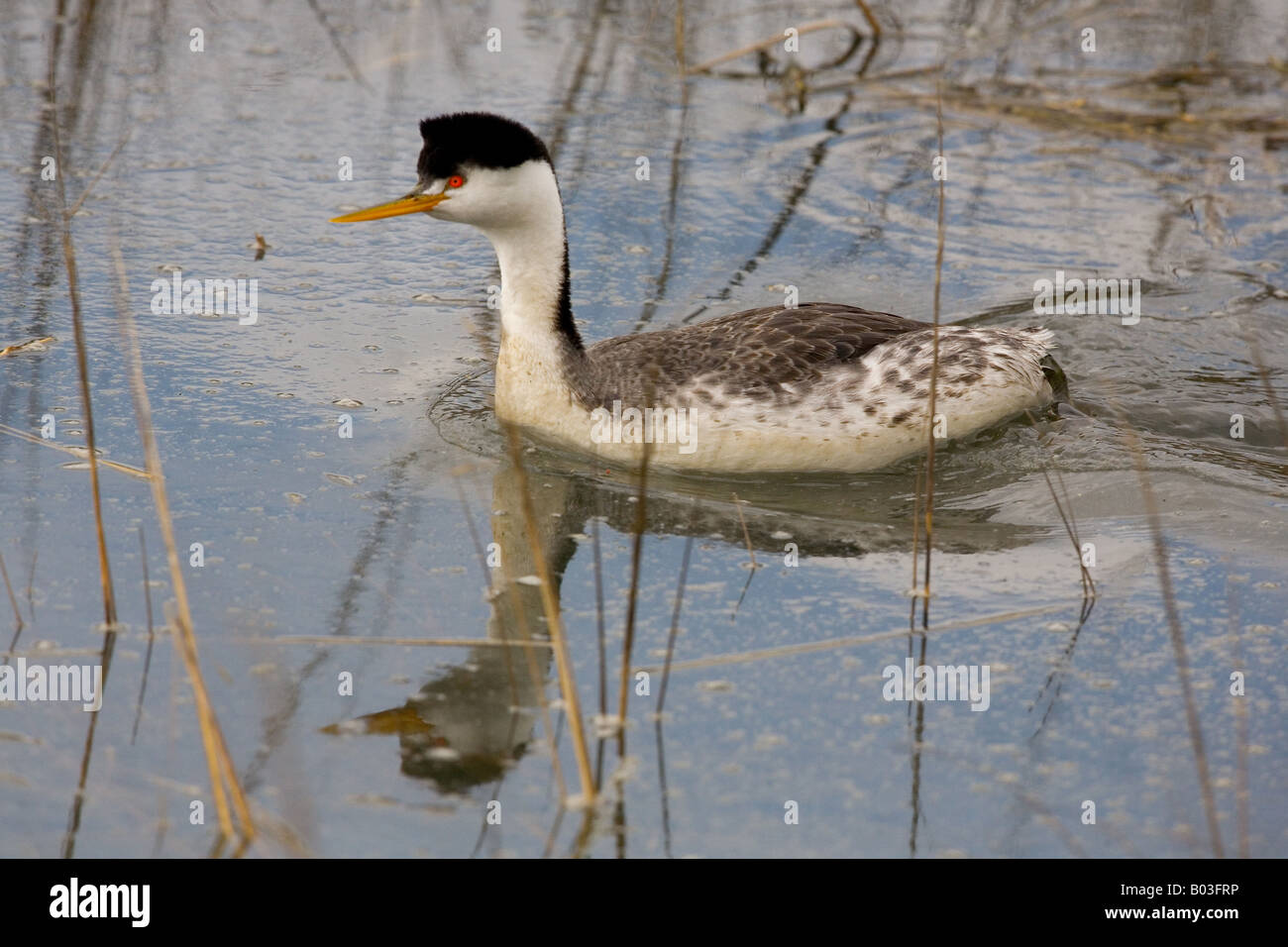 Western Grebe (Aechmophorus Occidentalis) Stockfoto