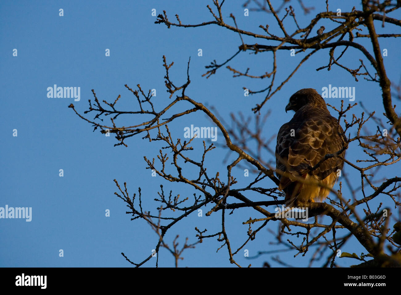 Rot - angebundener Falke (Buteo Jamaicensis) Stockfoto