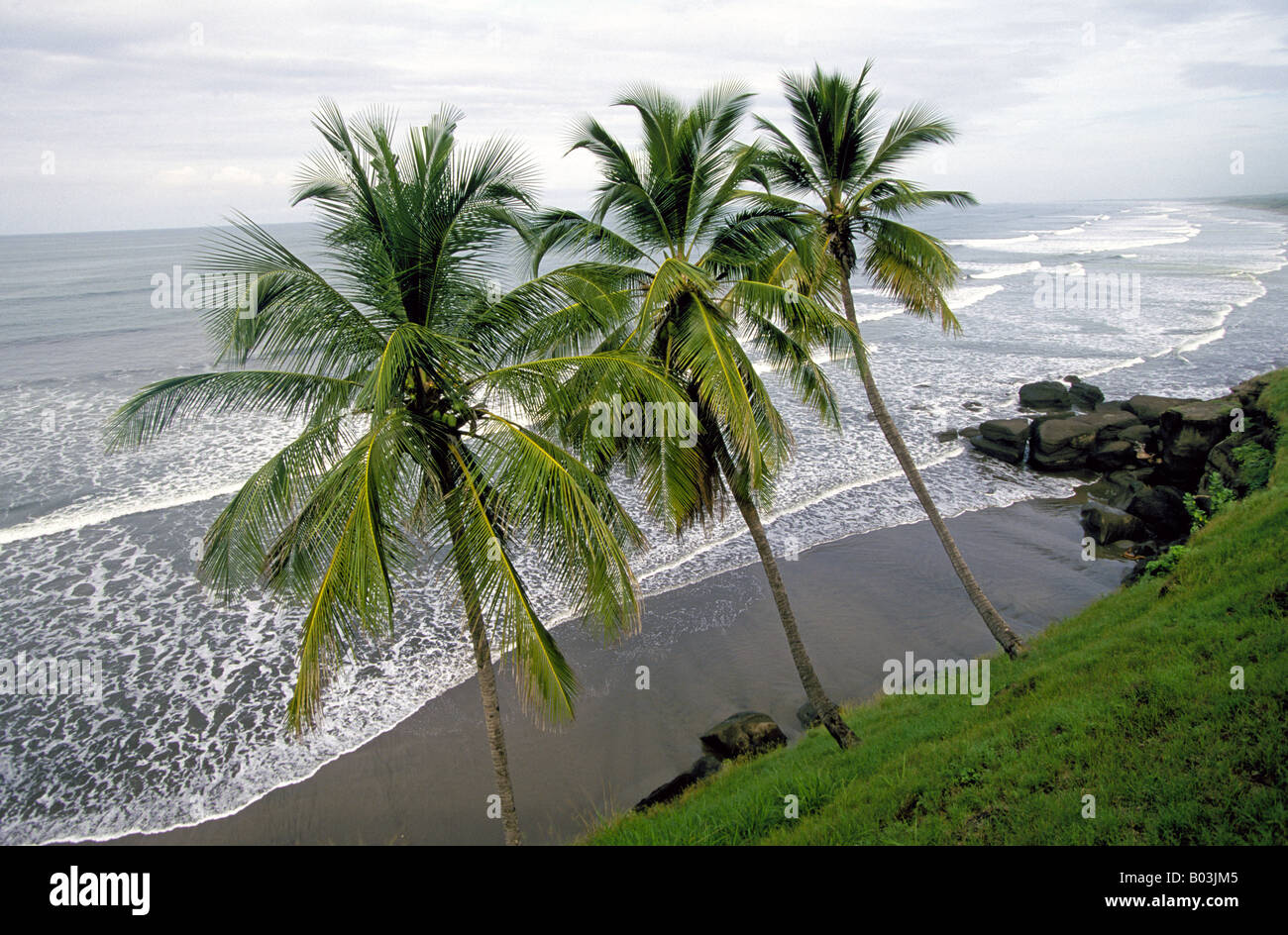 Ein Blick auf Palmen entlang der pazifischen Küste Nicaraguas Stockfoto