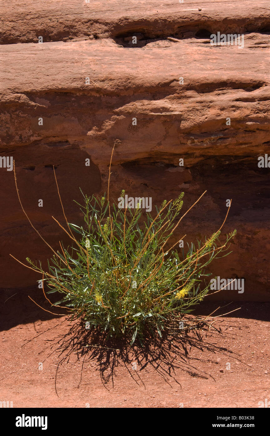 Rabbitbrush Gummibaum am Green River mit Blick auf Stockfoto