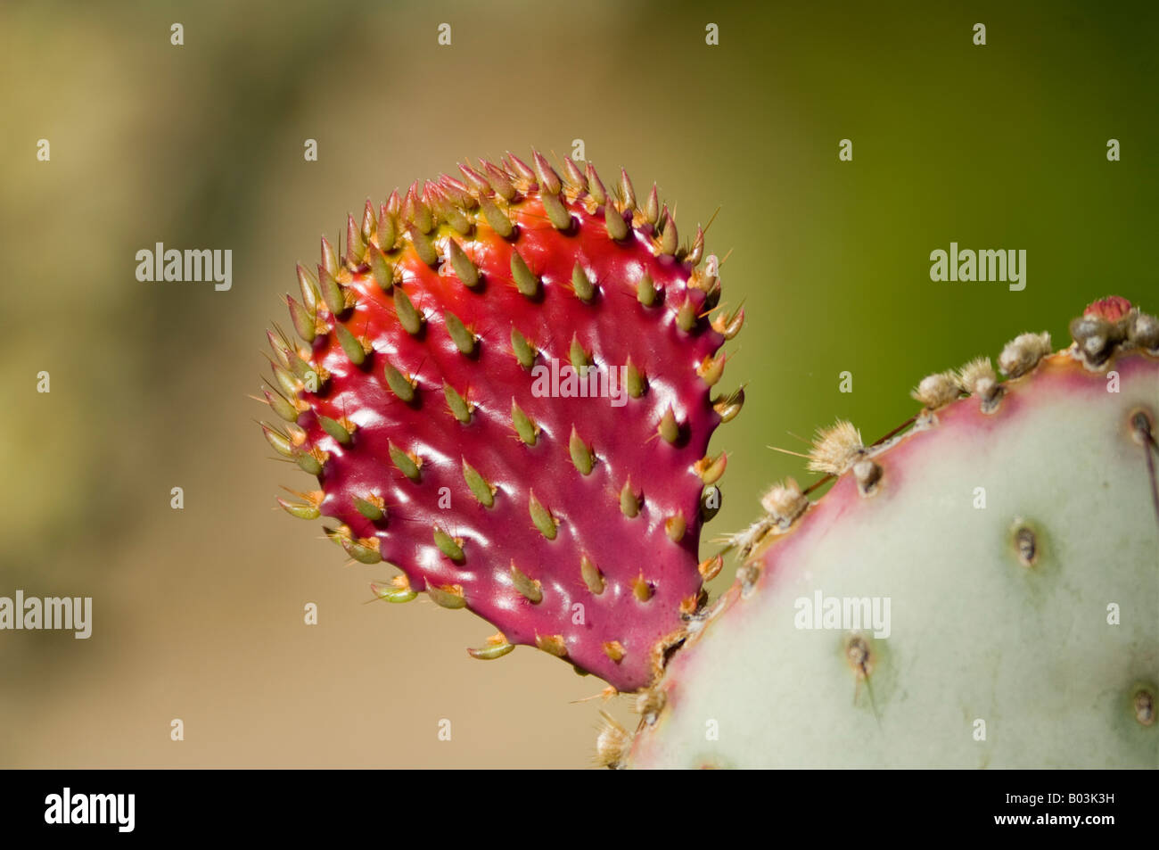 Engelmann s Prickly Pear Cactus mit jungen Trieb Opuntia Engelmannii Arizona USA Stockfoto