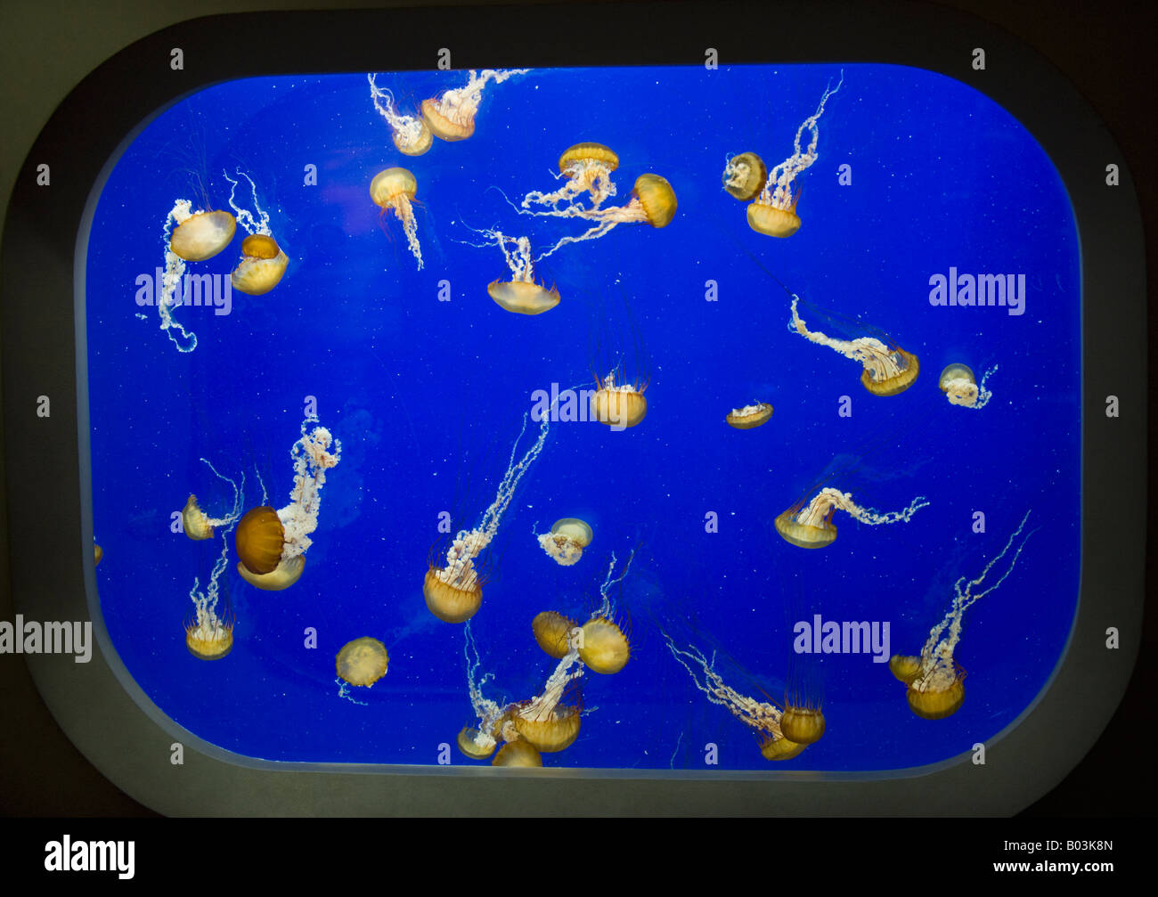 Pazifischen Meer Nesseln (Chrysaora Fuscescens) Oregon Coast Aquarium, Newport, OREGON Stockfoto
