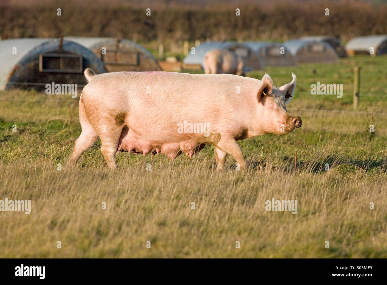 Weibliches Schwein Stockfoto