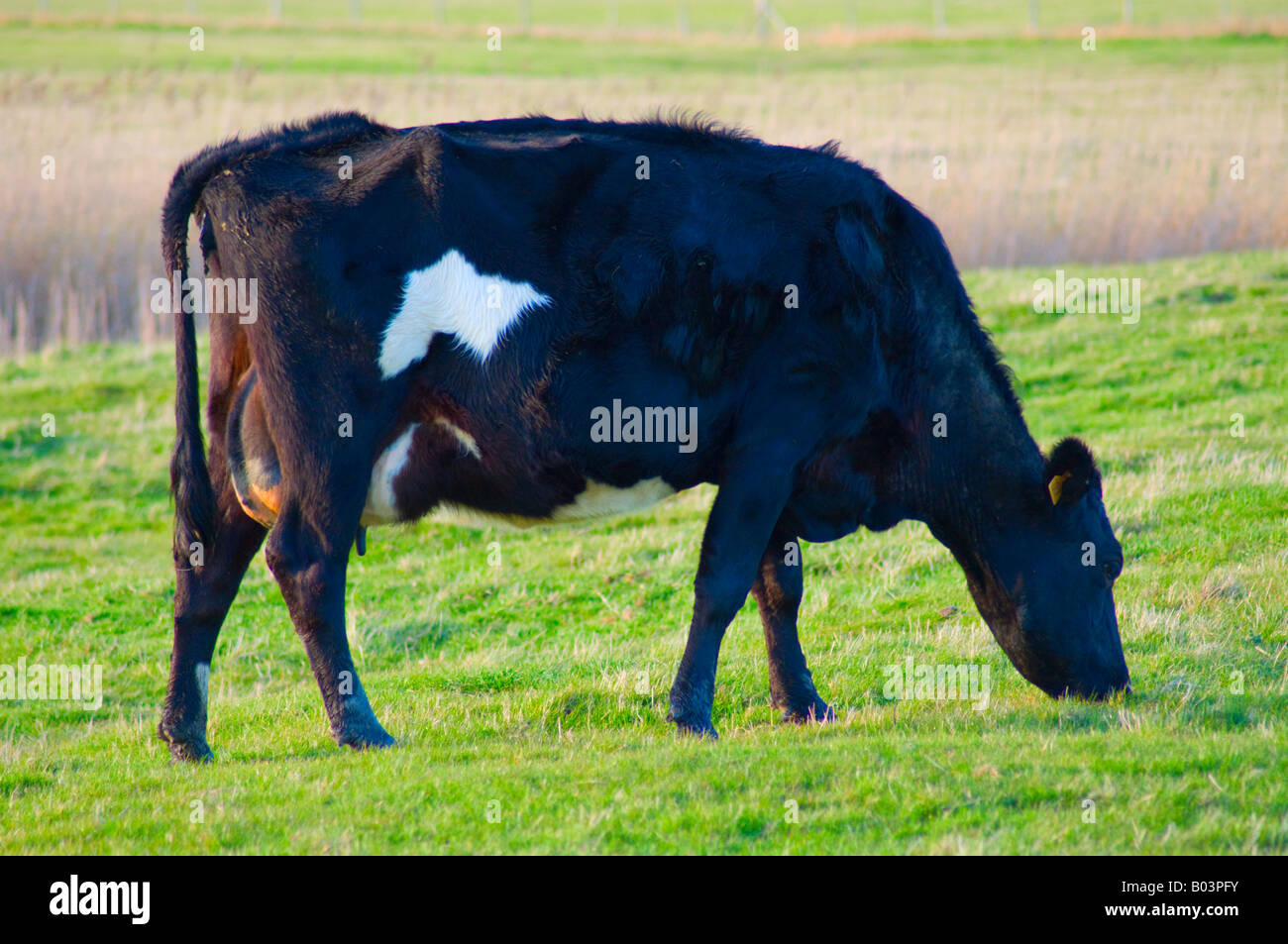 Schwarze Kuh Weiden Stockfoto