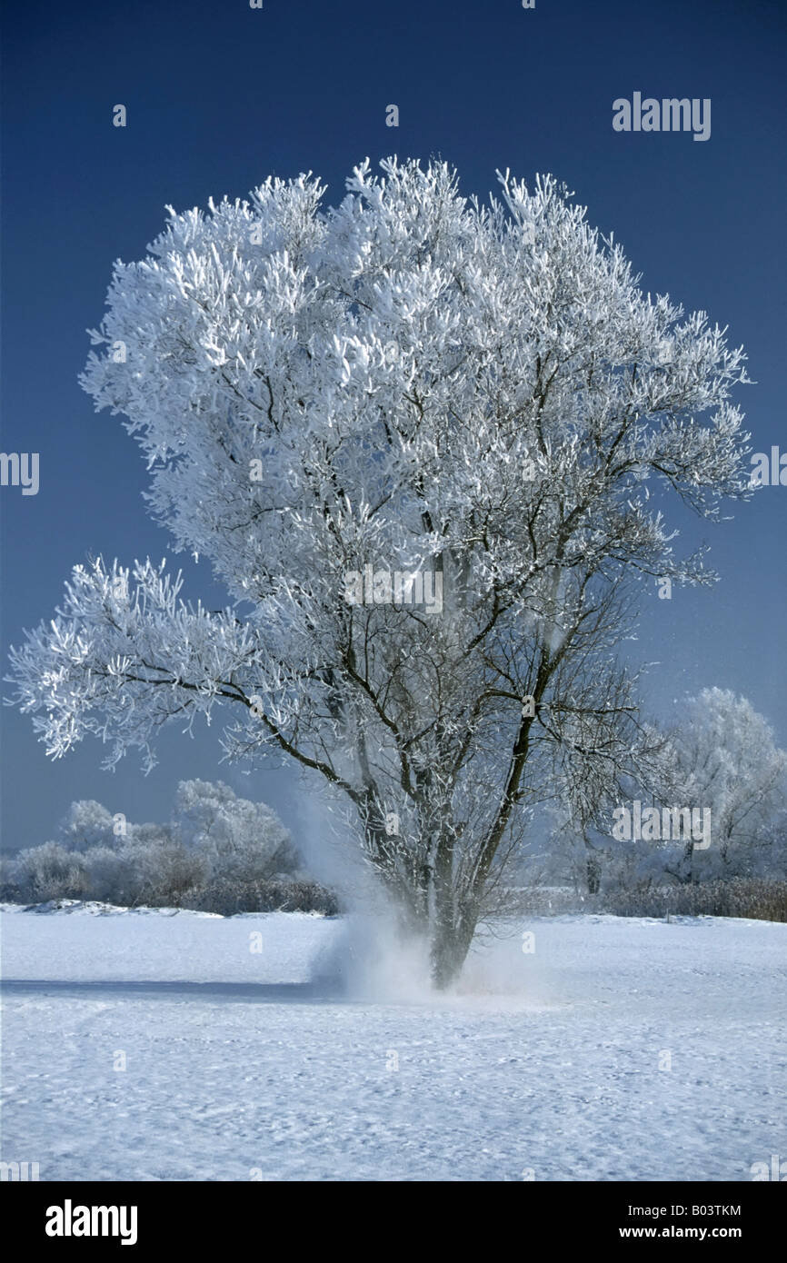 Baum mit Hoar frost middle Franconia Bavaria Bayern Deutschland Deutschland Europa Europa Stockfoto