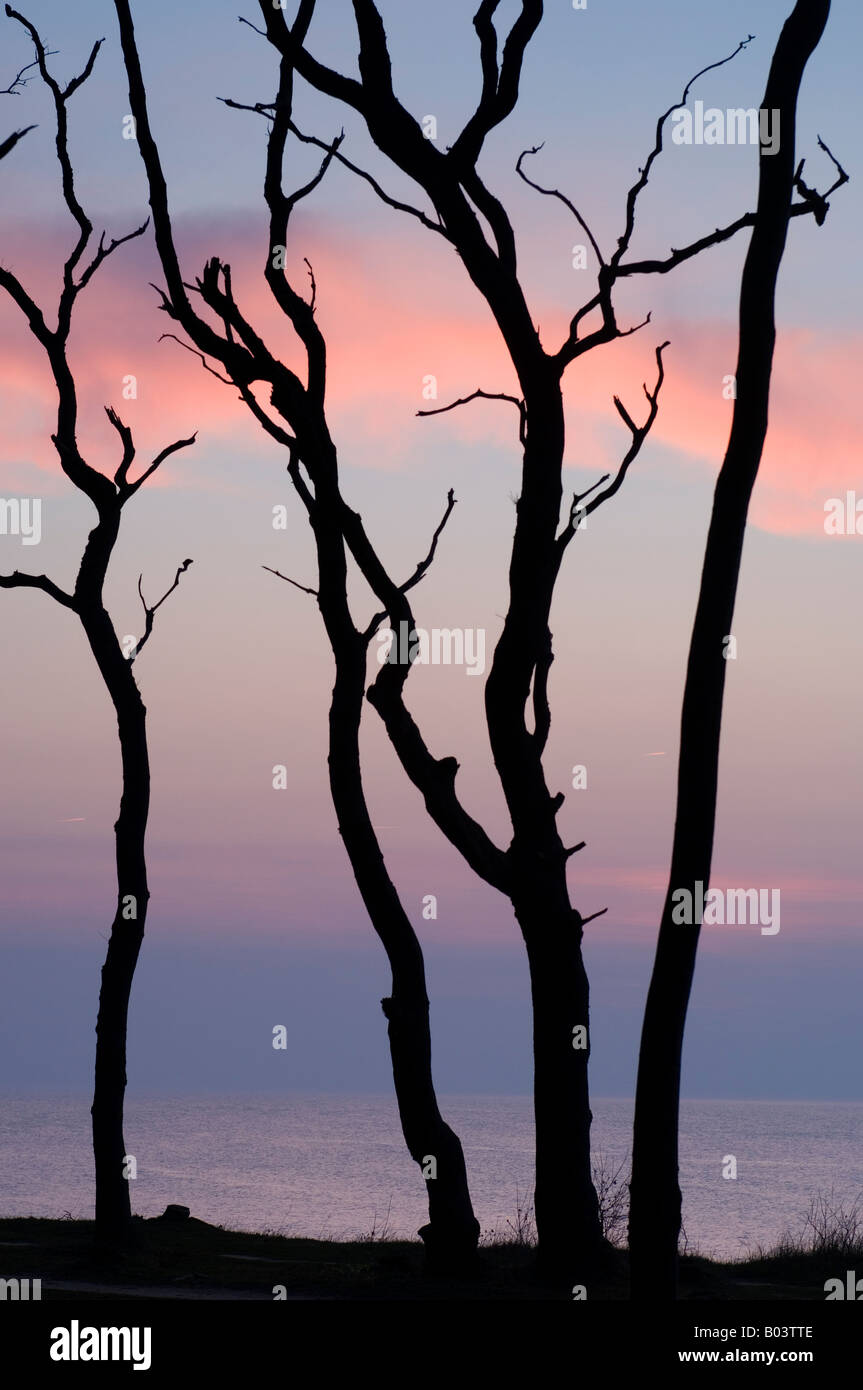 Buche mit Sonnenuntergang in der "Gespensterwald", Nienhagen, Ostsee, Deutschland Stockfoto